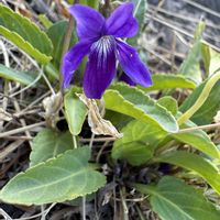 スミレ,スミレ,山野草,返り咲き,スマホ写真の画像