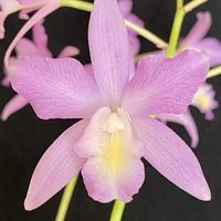 カトレア,アルビダ_の画像