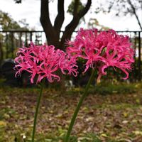 ネリネ,ダイヤモンドリリー,ピンクの花,ヒガンバナ科,水元公園の画像