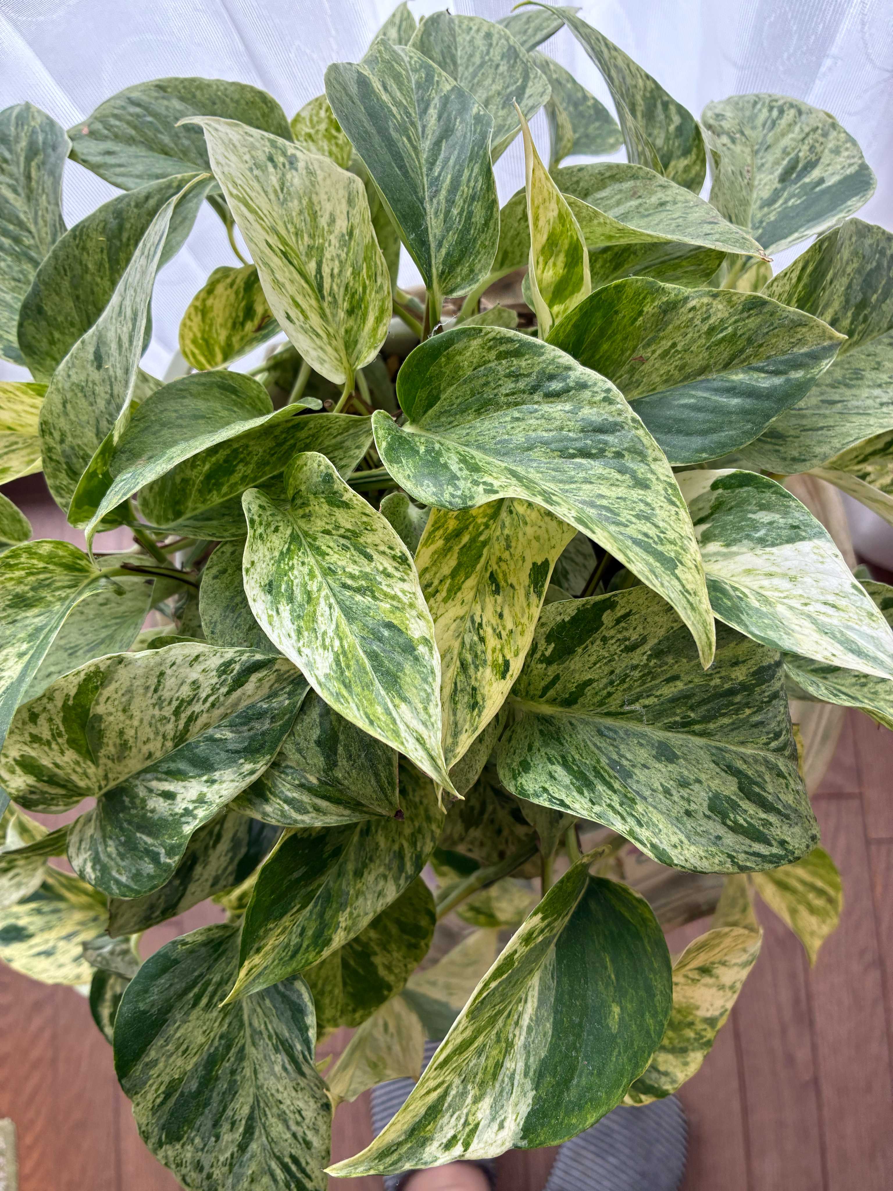 ポトスの投稿画像 by しもむさん｜観葉植物といつもありがとう♡と