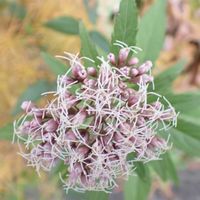 フジバカマ,山野草,土手のガーデンの画像