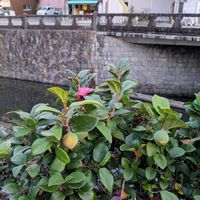 紅葉,オオイタビ,ナンキンハゼ,ナンキンハゼの実,カワウ(川鵜)の画像