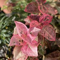 ハツユキカズラ,初雪カズラ,色の変化を楽しむ,12月師走,キュンキュン乙女倶楽部No.243の画像