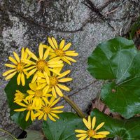 ツワブキ,ブルーベリー,マリーゴールド,モナルダ,ビタミンカラーの画像