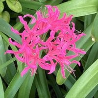 アガパンサス,ネリネ,ダイヤモンドリリー,Juneの会,秘密の花園♡の画像