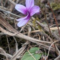 ウメバチソウ,スミレ,ツリガネニンジン,ススキの高原,冬枯れの中での画像