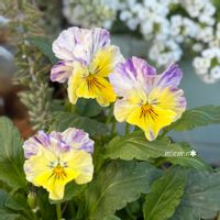 アリッサム,ヘリクリサム,クレマチス・シロマンエ,寄せ植え,ガーデニングの画像