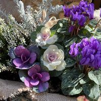 カルーナ,エレモフィラ,ビオラ タイガーアイ,ミニ葉ボタン ミニデュエット＆ミニファミリー,シクラメン ドラゴンの画像