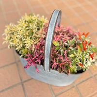 とうがらし,アルテルナンテラ,寄せ植え,色の変化,紅葉（こうよう）の画像