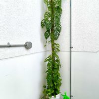 マドカズラ,ポトス　グローバルグリーン,観葉植物,8日は葉っぱの発表会,村長のモスポールの画像