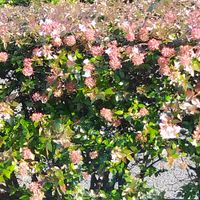 アベリア,しあわせ運べるように,今日を大切に♡,人に優しくの画像