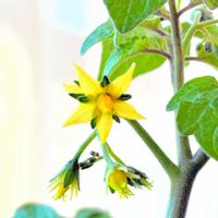 ミニトマト,実のなる植物,花のある暮らし,緑のある暮らし,リビング・ダイニングの画像