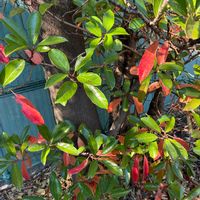 サンゴジュ,お出かけ先の画像