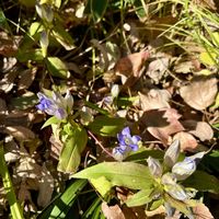 ガマズミ,リンドウ,スズメウリ,オオムラサキシキブ,ハダカホウズキの画像