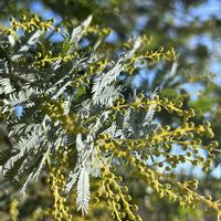 ミモザ,オニノゲシ,山野草大好き,花見山便り,8日は葉っぱの発表会の画像