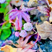 ヒメツルソバ,ヒメツルソバ,落ち葉♪,落ち葉,雑草好きの画像