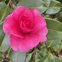 寒椿,お散歩コースの画像