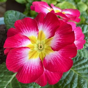 #ガーデニング,ピンクワールドへ ようこそ,エクステリアの画像