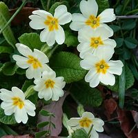 プリムラ,スマホ撮影,今日のお花,小さな庭の画像