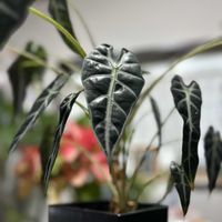 シンゴニウム,シンゴニウム,パキラ,パキラ,ポトス・エンジョイの画像