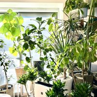 ドラセナ,モンステラ,フィカス　ウンベラータ,ストレリチア オーガスタ,フィロデンドロンの画像