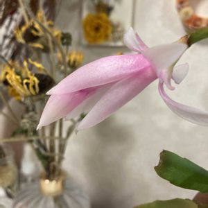 シャコバサボテン,バラ,アポロン,クレマチスの種(綿毛),多肉植物の画像