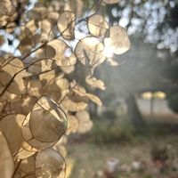 コキア,コキア,ルナリア,ルナリア,つながりに感謝の画像