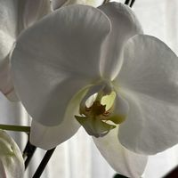 ブルーベリー,紅葉,胡蝶蘭,畑,その他部屋の画像