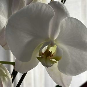 ブルーベリー,紅葉,胡蝶蘭,畑,その他部屋の画像