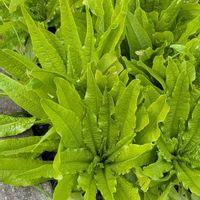 サニーレタス,にんじんの葉,ミズナ,紫水菜,コーラルリーフの画像