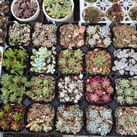 多肉植物,ガーデニング,もりもり多肉の画像