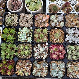 多肉植物,ガーデニング,もりもり多肉の画像