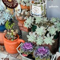 朧月,葉牡丹,多肉植物,いつもありがとう♡,多肉のある暮らしの画像