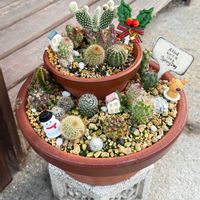サボテン,多肉植物,ガーデニング,サボテンの寄せ植えの画像