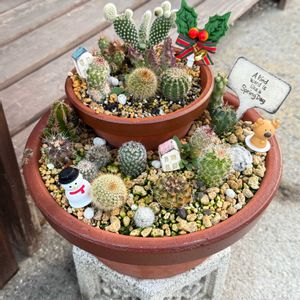 サボテン,多肉植物,ガーデニング,サボテンの寄せ植えの画像