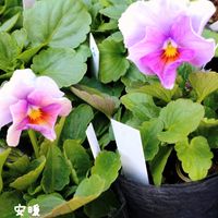 パンジー・ビオラ,ブラキカム 星空マム,種まき,花のある暮らし,防寒対策の画像