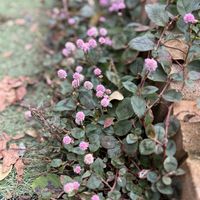 ヒメツルソバ,ガーデニング,花のある暮らし,冬の花,花色が可愛いの画像