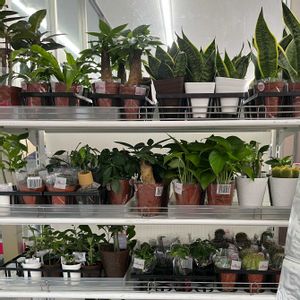 ダイソー,ダイソー観葉植物の画像