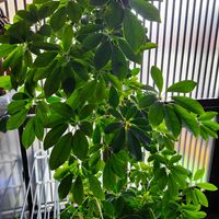 グレビレア,グレビレア,ユッカ,ユッカ,カポックの画像