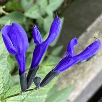 セージ,ハーブ,いつもありがとう♡,ありがとう,世界平和の画像