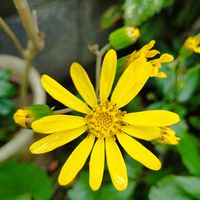 アオキ,ツワブキ,南天,いいね❤ありがとう,無人実家の画像