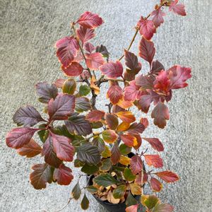 ツツジ,ツツジ,ルビーサンザシ,ルビーサンザシ,盆栽の画像