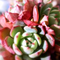 M's Succulent Memories,多肉植物,Love & Peace,ありがとう♡︎⸜( ´ ꒳ ` )⸝♡︎,もたらされる陽光の至福…の画像