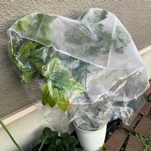 花のある暮らし,プランター栽培,週末ガーデナー,みどりのある暮らし,休日の過ごし方の画像