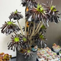 黒法師,アエオニウム属 黒法師,アエオニウム,雪国多肉,2025多肉yunoの画像