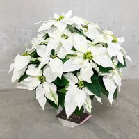 プリンセチア,プリンセチア・ピュアホワイト,プリンセチア・ピュアホワイト,プリンセチアピュアホワイト,クリスマスの画像