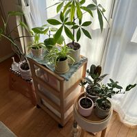 パキラ,レモン,オリヅルラン,モンステラ デリシオーサ,わが家の観葉植物❢の画像