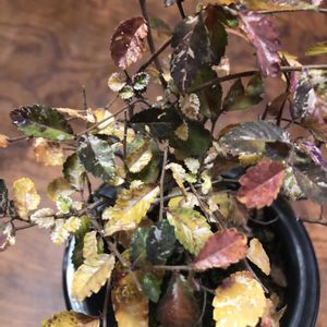 盆栽,小品盆栽,紅葉（こうよう）,並べてみました,今日も笑顔で♡の画像