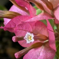 カーネーション,ブーゲンビリア,マンデビラ,トリハダ,タナクジの画像