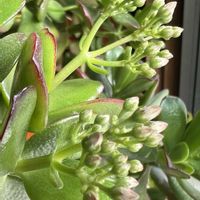 金のなる木,多肉多肉多肉,GSのみなさんに感謝♡,復興祈願,平和を願う☆の画像